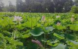 Kenilworth Aquatic Gardens is America's only National Park devoted to aquatic plants.