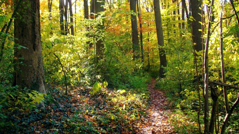 A view of sun streaming through green leafy trees on the Glover Park trail