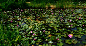 A pond thick with pink waterlilies in bloom and lily pads at Kennilworth Aquatic Gardens