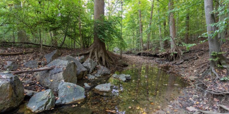 A small stream pools around rocks and tree roots